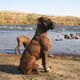 Boxer